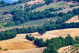 Fattoria La Maliosa