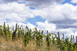 Fattoria La Maliosa