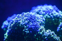 Aquarium de Paris