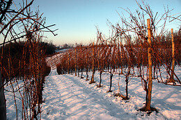 Antichi Vigneti di Cantalupo