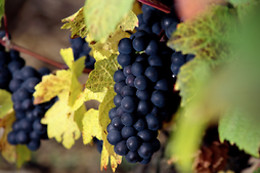 Azienda Agrituristica Montetondo
