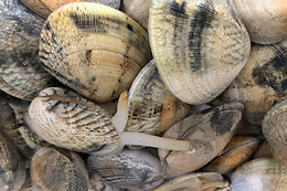 MARISQUEIRA SOTAVENTO